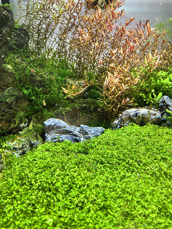 近距离的植物淡水热带水族馆，景观与植物/池塘草和岩石，鱼缸aquasaping，樱桃虾，聚焦前景